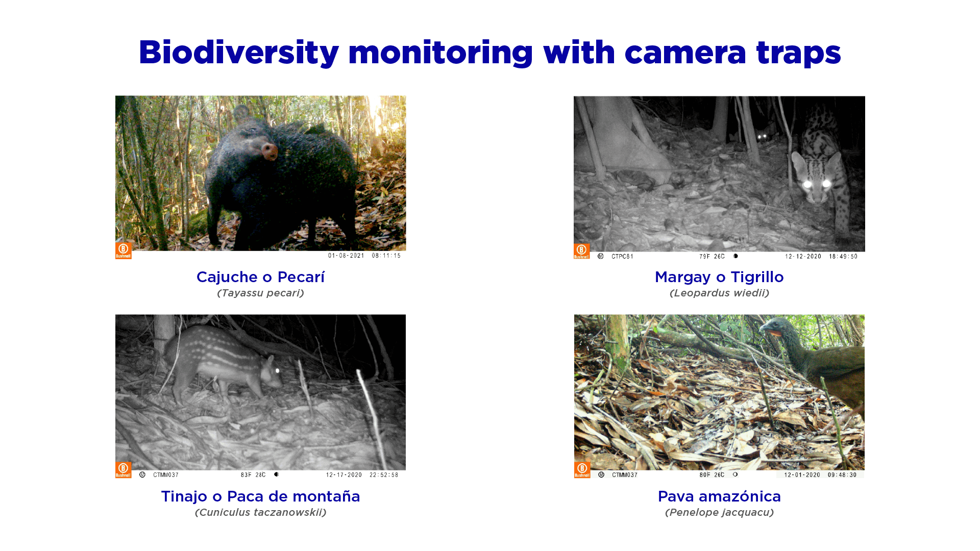 Biodiversity monitoring with camera traps