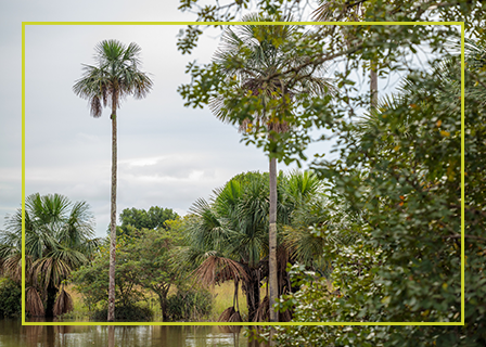 Ecoreserva La Danta - Meta