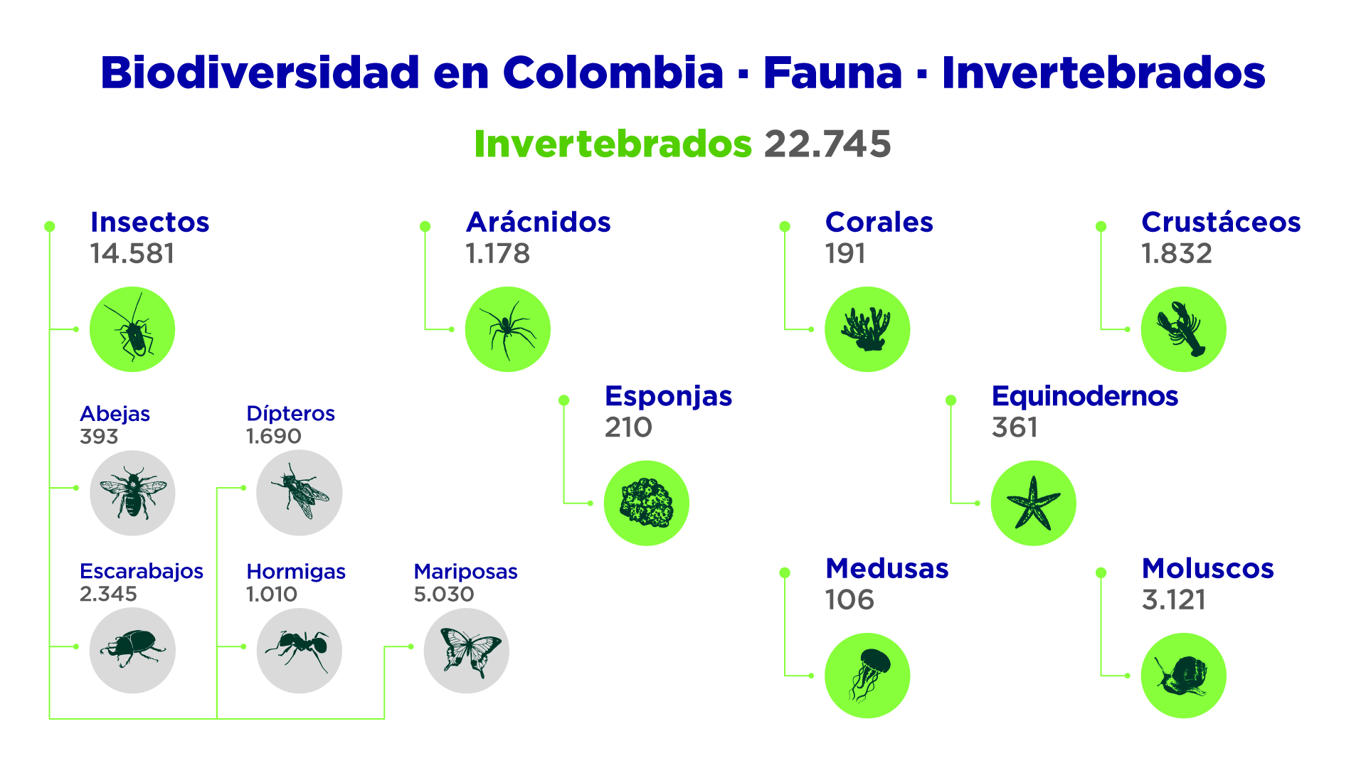 Biodiversidad en Colombia Fauna Invertebrados