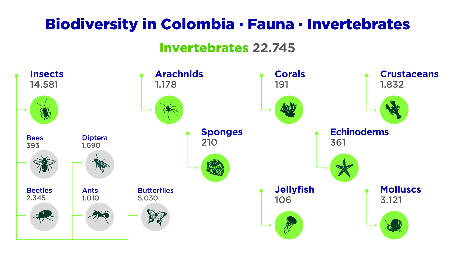 Biodiversity in Colombia Fauna Invertebrates