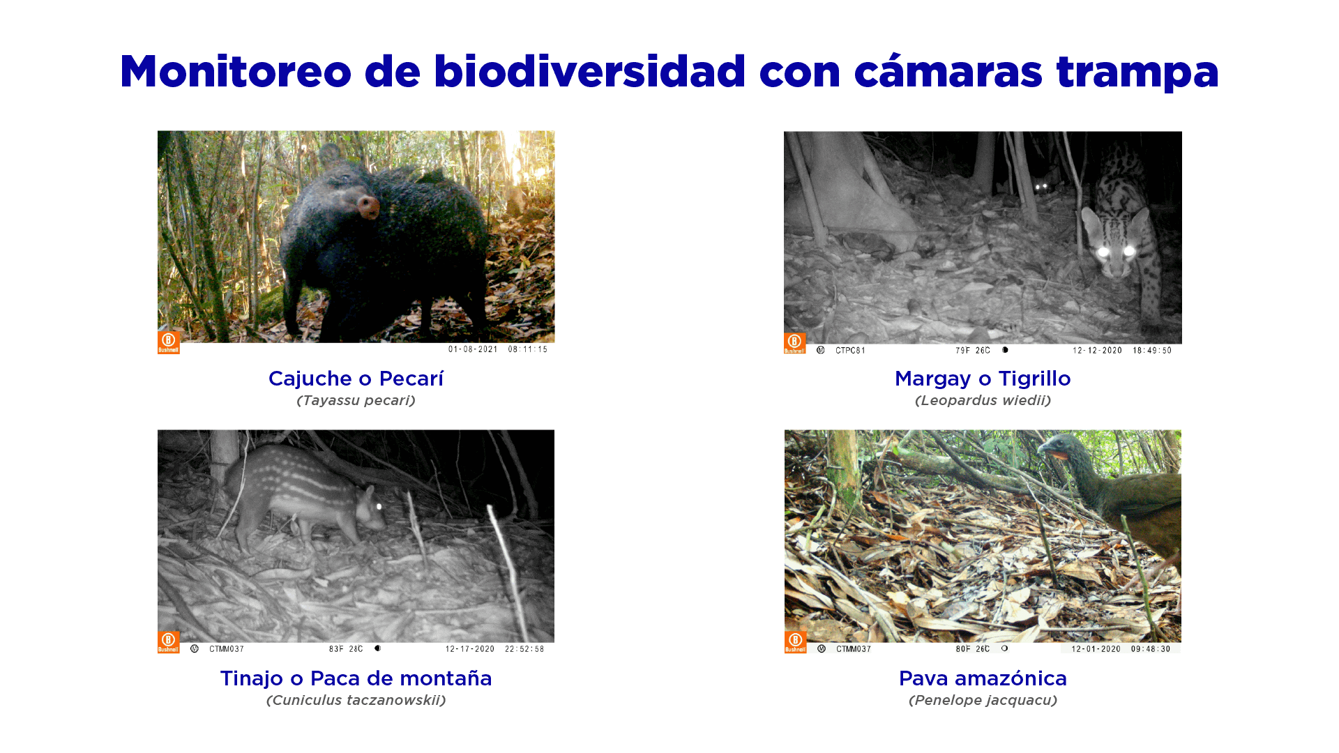 Monitoreo de biodiversidad con cámaras trampa