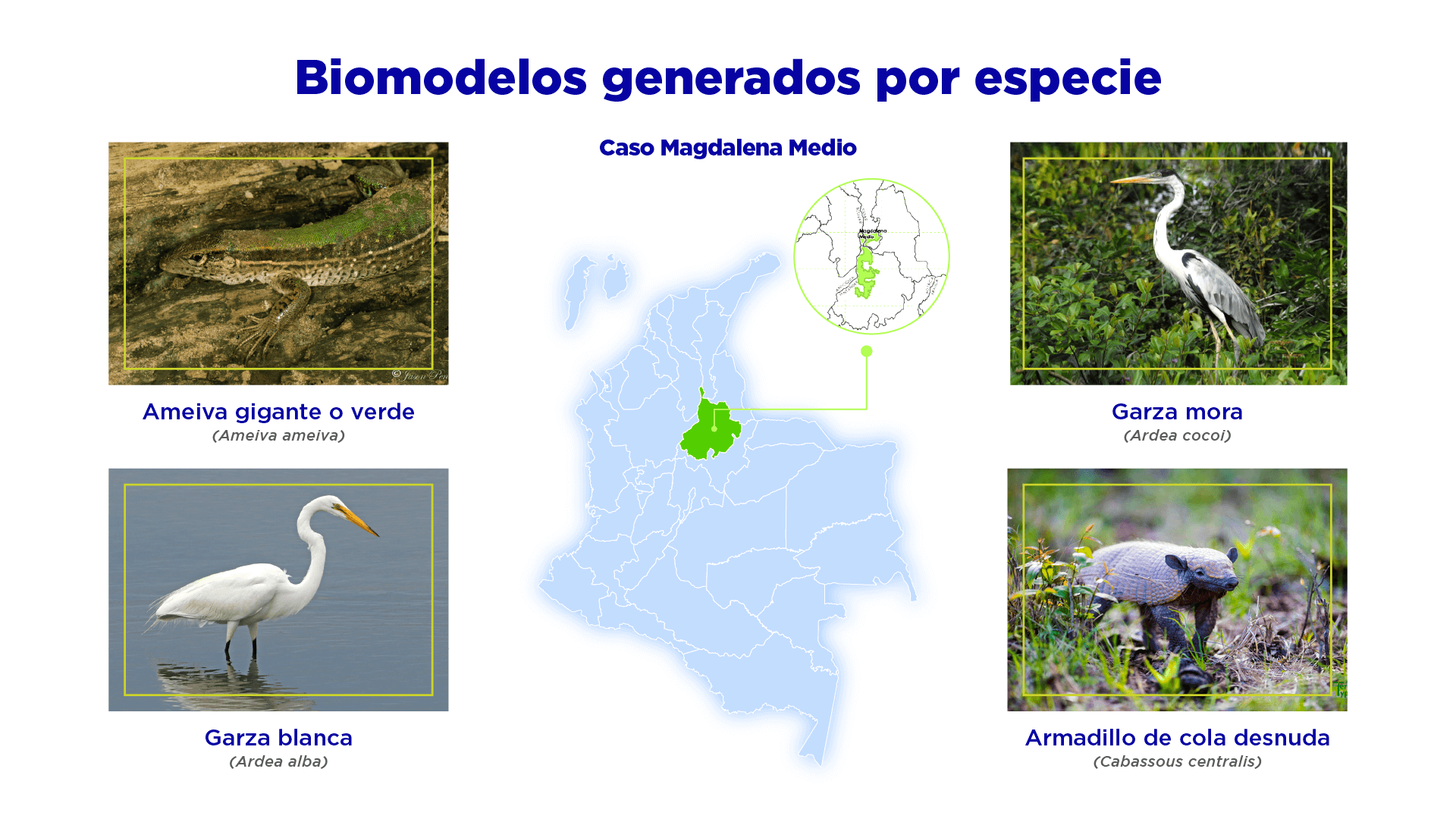 Biomodelos generados por especie caso Magdalena Medio