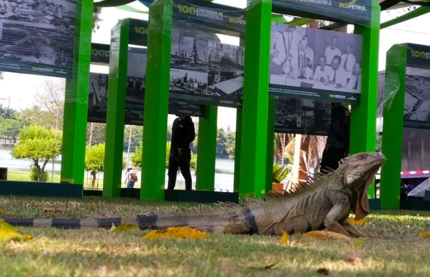 Grupo Ecopetrol anuncia creación de otras nueve ecoreservas para proteger la biodiversidad