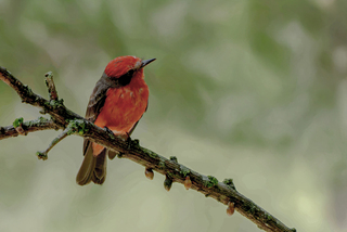 Región Andina Oriente