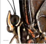 Imagen que contiene animal, café, diferente, parEl contenido generado por IA puede ser incorrecto.