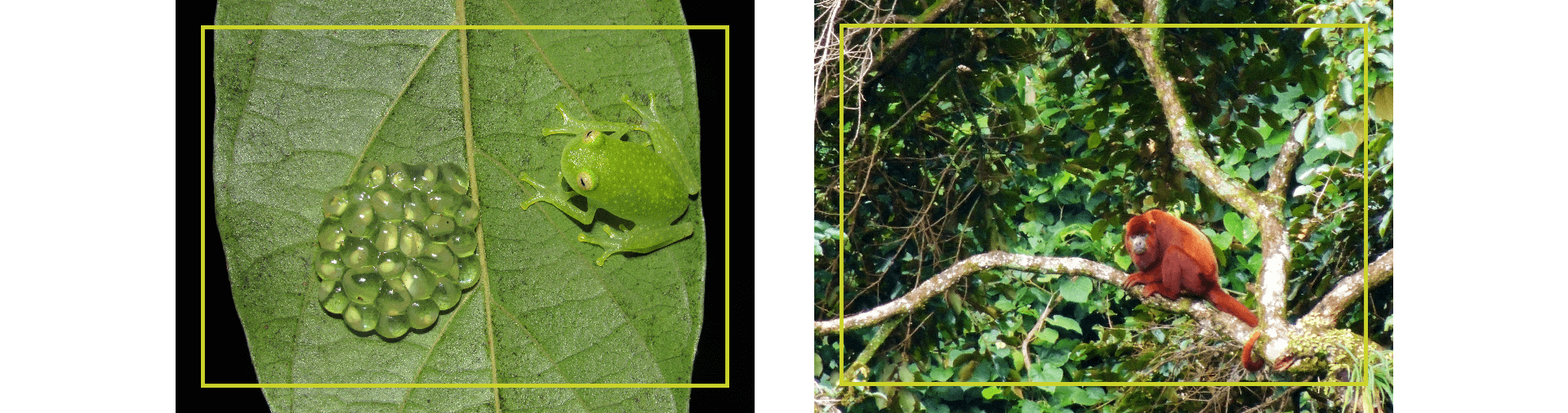 Fauna en áreas de acuerdos de conservación · Rana de cristal y Mono aullador