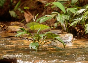 Ecopetrol recibió premio internacional por reúso de agua para riego de cultivos en el Meta