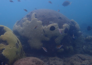 Ecopetrol e Invemar firmaron nuevo acuerdo para estudiar y proteger ecosistemas del Caribe colombiano