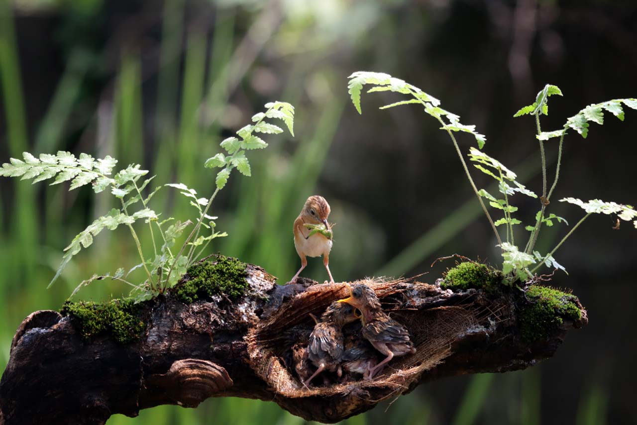 Biodiversidad y servicios ecosistémicos fundamentales para la sostenibilidad