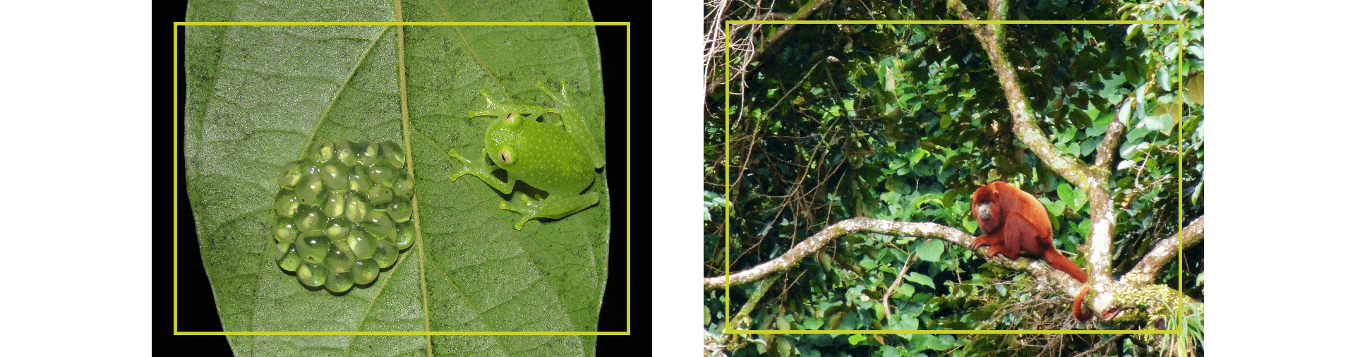 Fauna in conservation agreement areas · Glass Frog and Howler Monkey